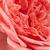 Różowy  - Róże rabatowe floribunda - Kimono